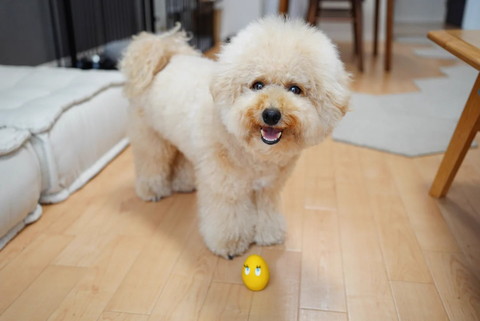 ワンコと卵のようなおもちゃ