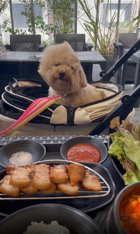 薄目で風になびくワンコ