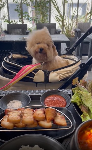 薄目で風になびくワンコ頭の毛並みが逆立ってる