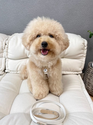 くまのハーネス