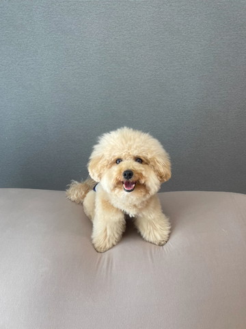 笑顔でお座りワンコ