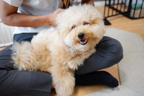 ヒザの上にいるワンコ