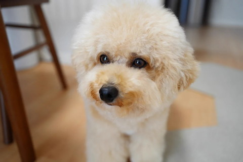 キリッとしたワンコアップ