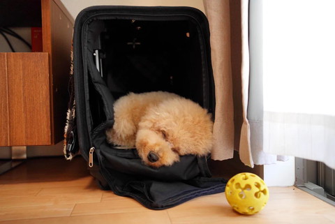 寝てるワンコとボール