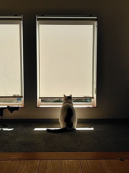 窓の外を見る猫