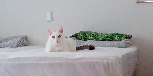 カメラ目線の猫