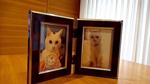 猫の遺影