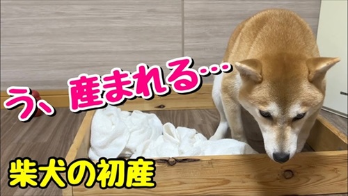柴犬の初めての出産