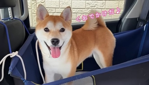 柴犬の初めての出産