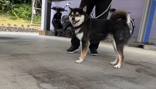 柴犬の初めての出産
