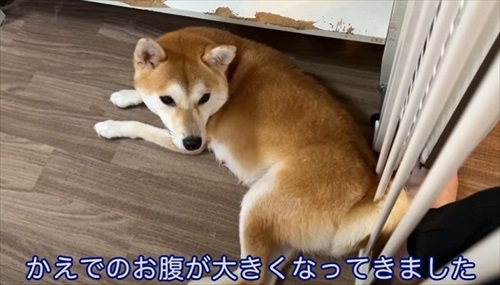 柴犬の初めての出産