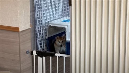 柴犬の初めての出産