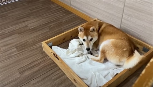 柴犬の初めての出産