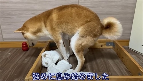 柴犬の初めての出産