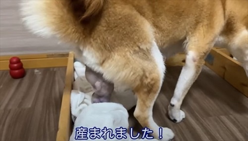 柴犬の初めての出産