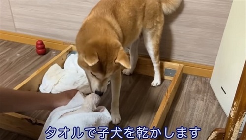 柴犬の初めての出産