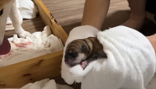 柴犬の初めての出産