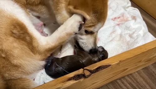 柴犬の初めての出産
