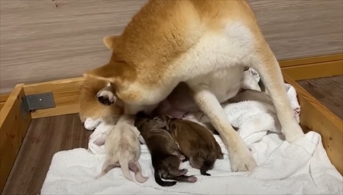 柴犬の初めての出産