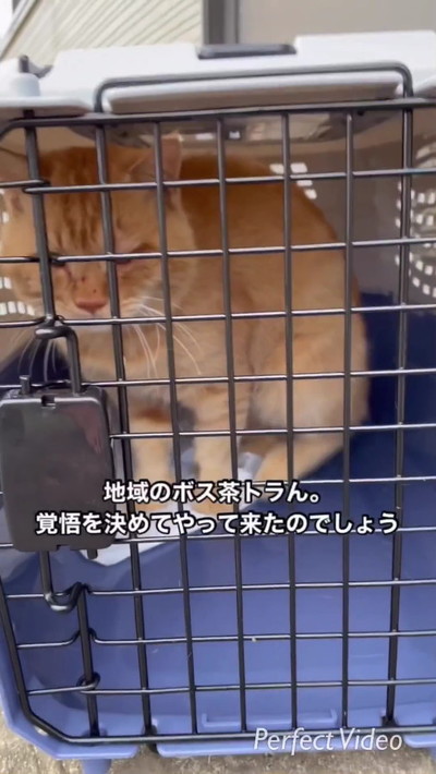 ボス猫茶トラン