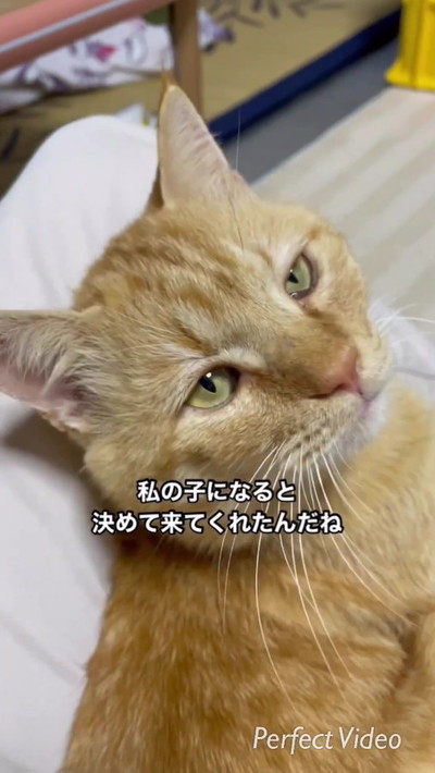 やってきた茶トラン