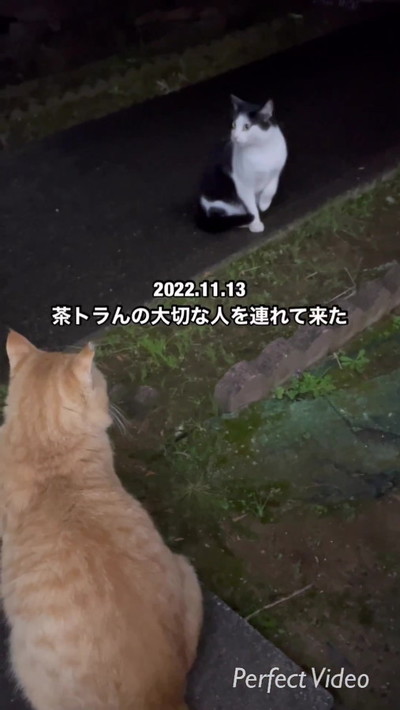ボス猫茶トラン