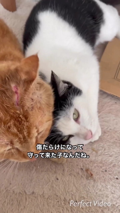 茶トランとシロクロ姐さん