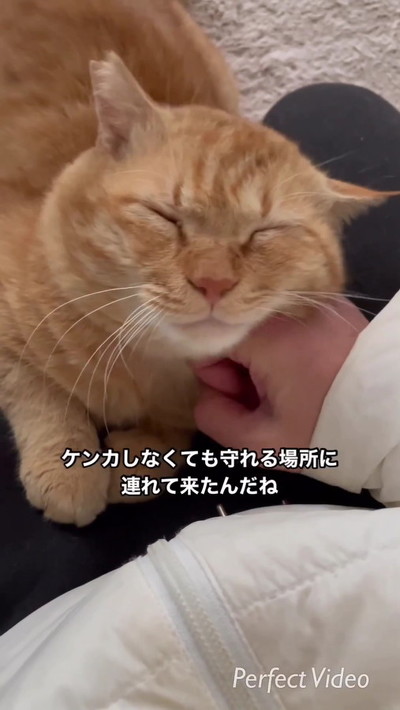 甘える茶トラン