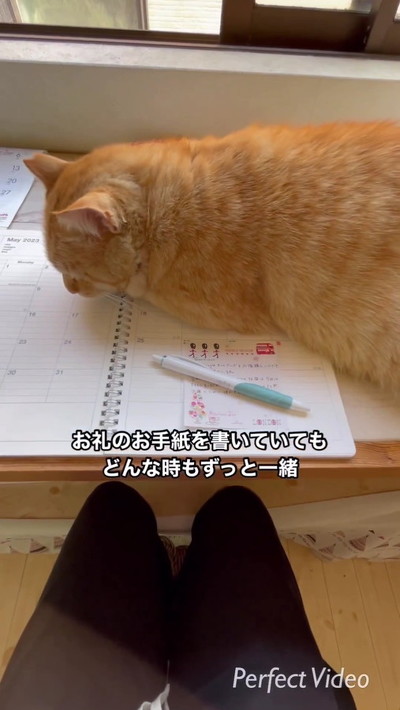 慣れてきた茶トラン