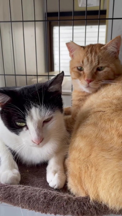 一緒にいる茶トラン