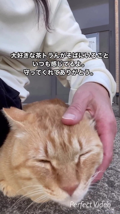 なでられる茶トラん