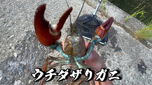 ウチダザリガニ