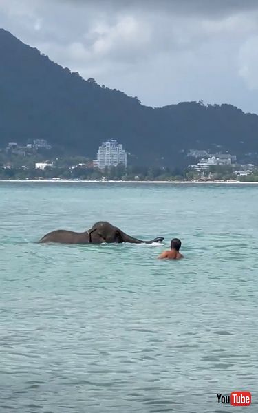 逃げるゾウ