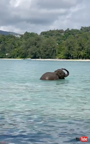 気持ちよさそうなゾウ