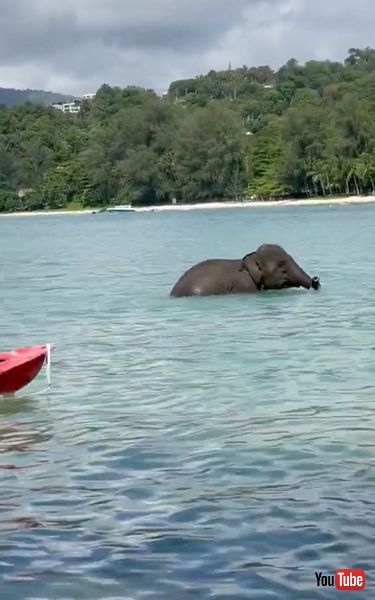 追いかけられる