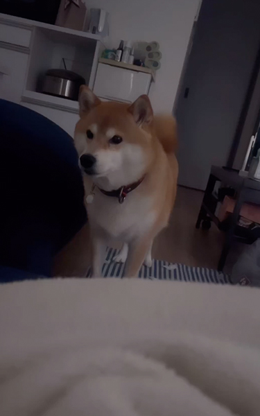 みんなを起こそうとする柴犬