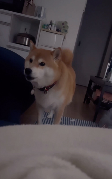 クーンと鳴く柴犬