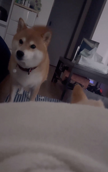 布団から出ないワンコ