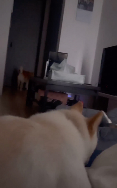 扉に向かう柴犬