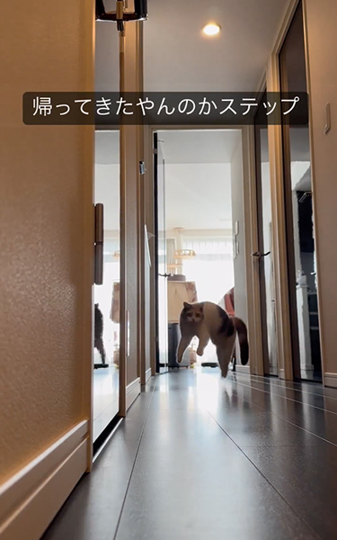 ぴょこぴょこ猫