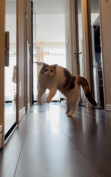 うれしそうな猫