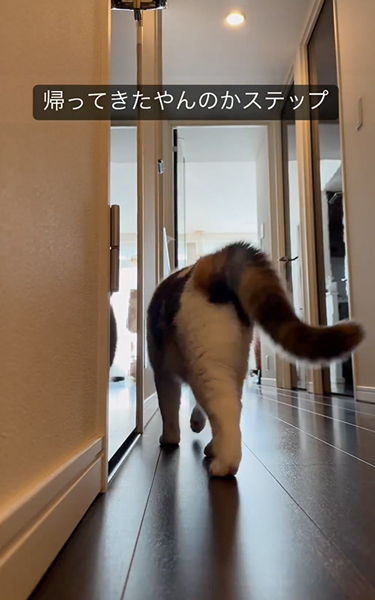 猫のかわいいおしり