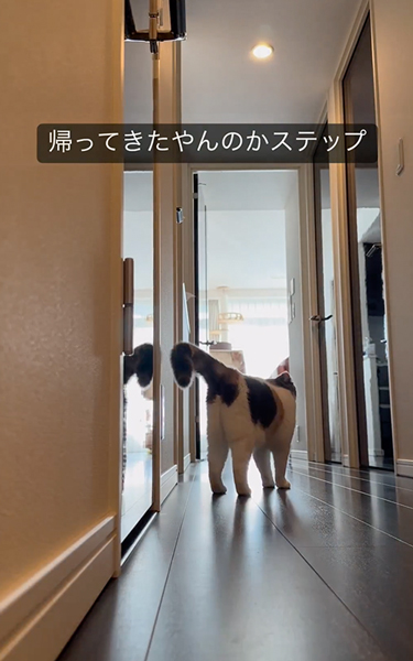 帰ると思いきや猫