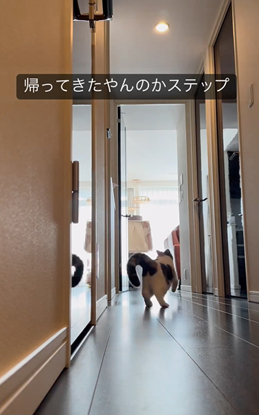 ダッシュする猫