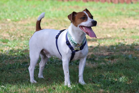 屋外で笑顔のワンコ