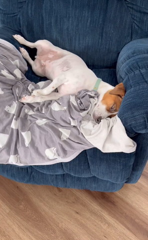 白目向いて寝てるワンコ斜め横から