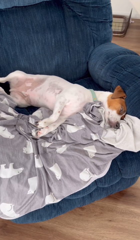 白目向いて寝てるワンコ前から全体図