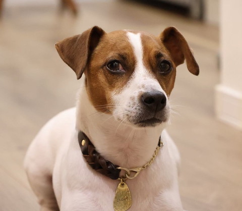 キリッとしてるワンコアップ