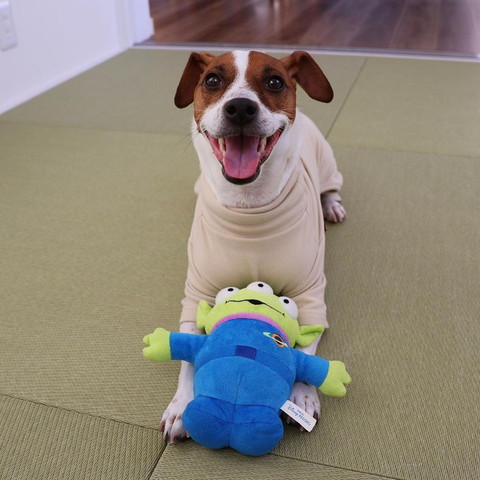 おもちゃと笑顔とワンコ