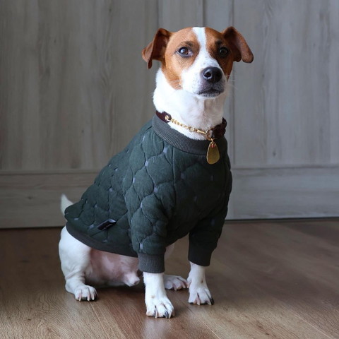 グリーンのキルティングトップス着てるワンコ